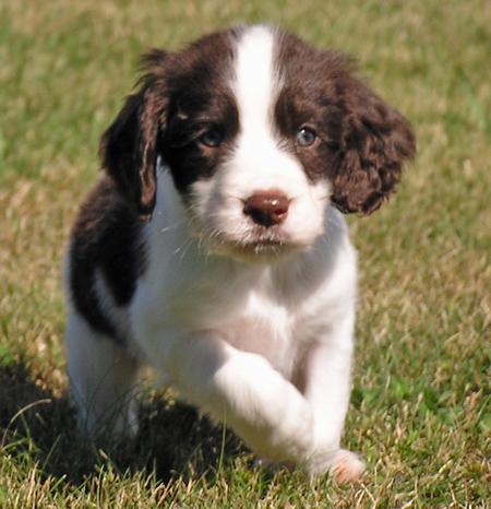 chivalry springer spaniels