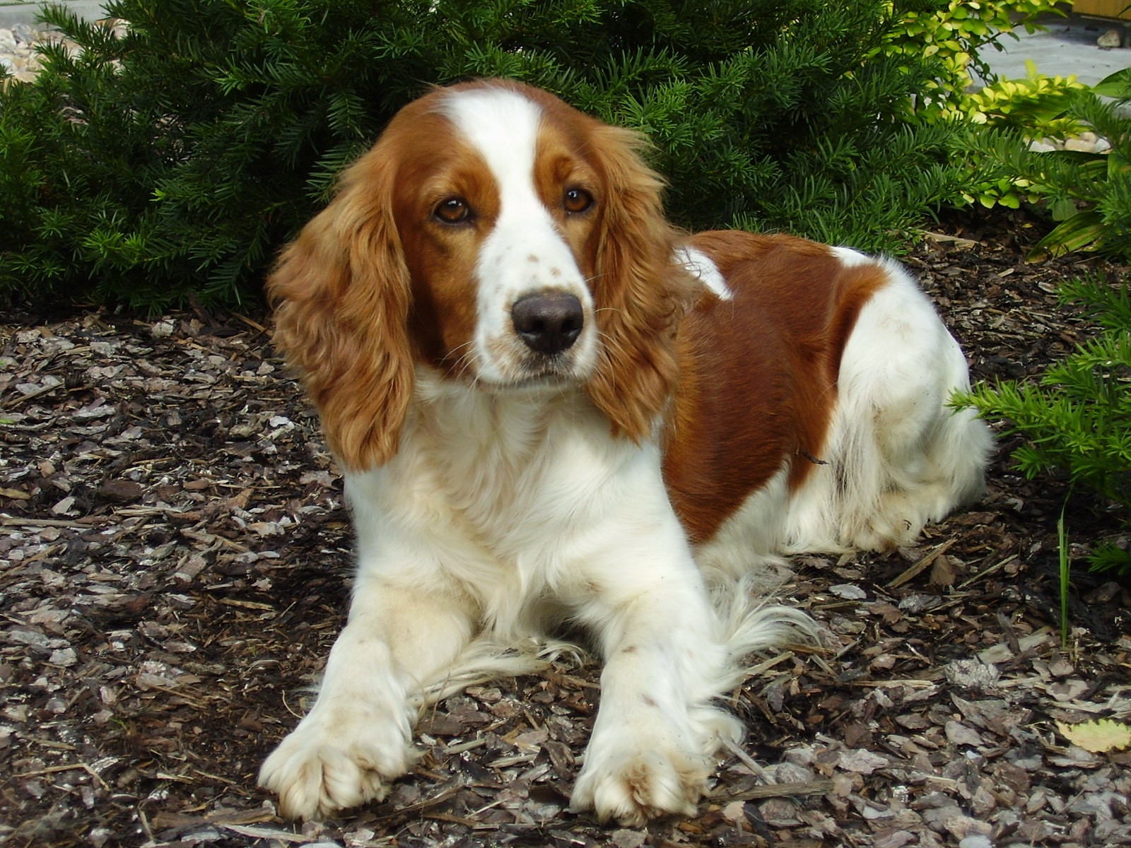 chivalry springer spaniels